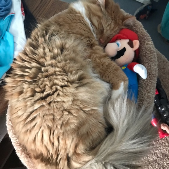 Meet your Posher, Rachel - Picture 3 of 6